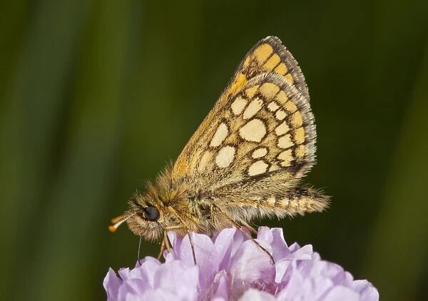 Chequered Skipper (Carterocephalus palaemon) adult male, feeding on thrift flowers, Bulgaria, May