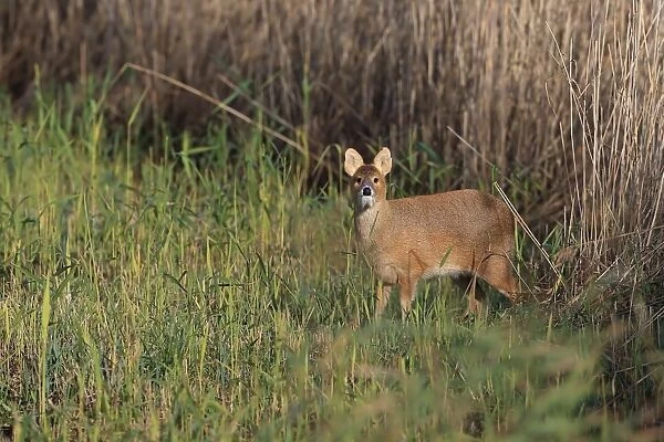 Chinese Water Deer (Hydropotes inermis) introduced species, adult male, standing in reedbed, Norfolk, England, November