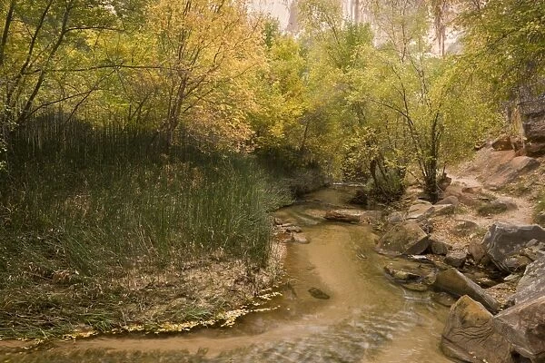 Clean creek and unspoilt riparian vegetation, Calf Creek, Grand Staircase-Escalante National Monument, Utah, U. S. A