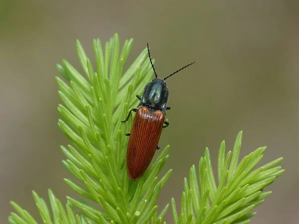 Click Beetle (Athous haemorrhoidalis) adult, resting on conifer leaves, Dolomites, Italian Alps, Northern Italy, June
