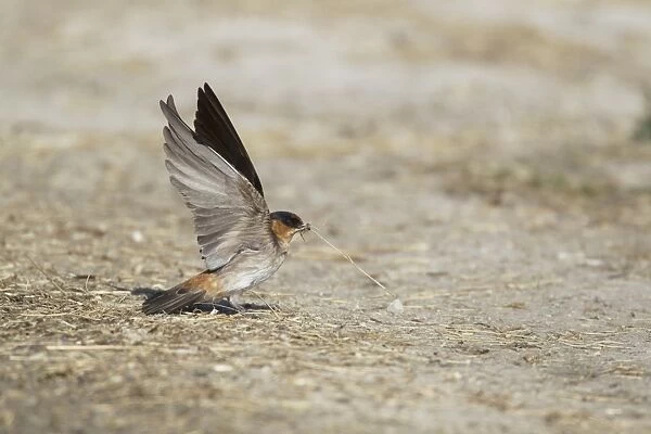 Cliff Swallow (Hirundo pyrrhonota) adult, collecting nesting material in beak, Rockport, Texas, U. S. A. april