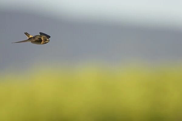 Cliff Swallow (Hirundo pyrrhonota) juvenile, in flight, Klamath National Wildlife Refuge, Oregon, U. S. A