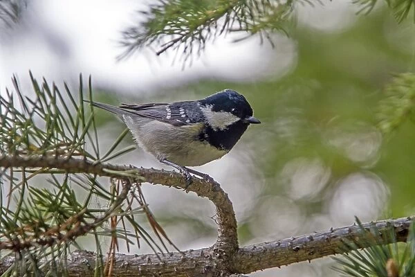 Coal Tit in pine forest