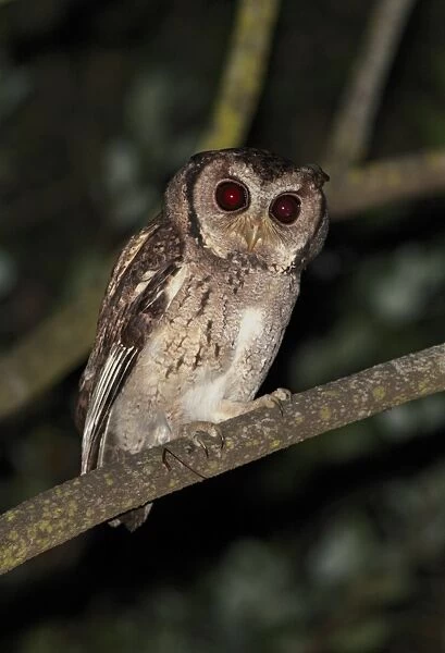 Collared Scops-owl (Otus lettia) adult, perched on branch at night, Hong Kong, China, october