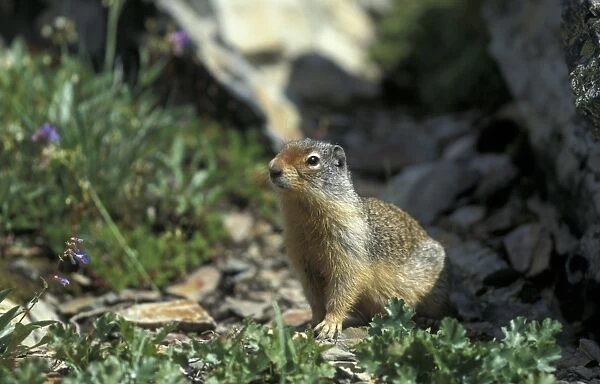 Columbian Ground Squirrel (Spermophilus columbianus) Glacier National Park, Montana, USA