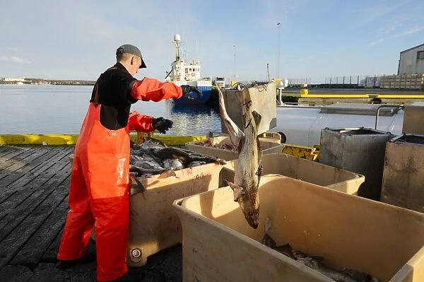 Commercial fishing, unloading and sorting Atlantic Cod (Gadus morhua) catch in harbour, Grindavik, Southern Peninsula