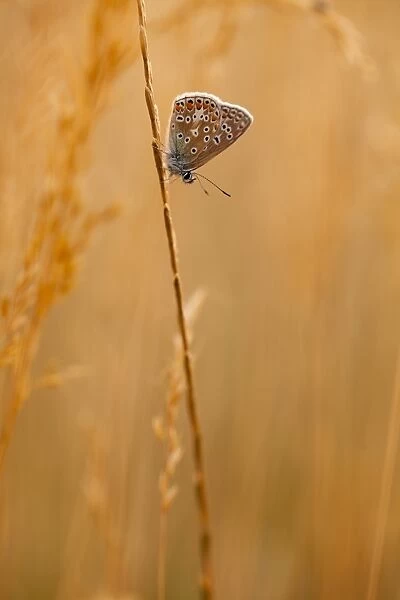 Common Blue (Polyommatus icarus) adult female, roosting on grass stem in evening sunlight
