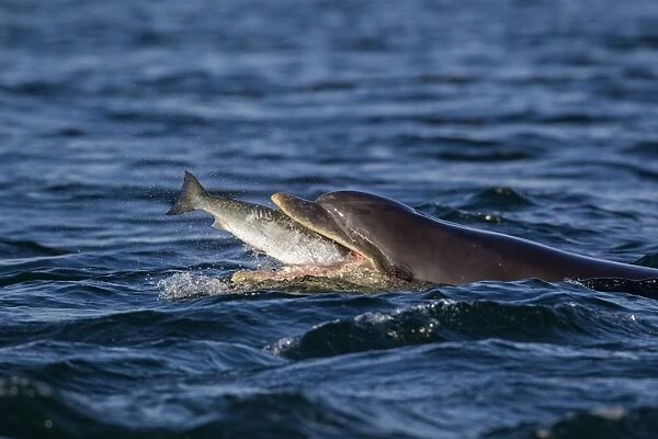Common Bottlenose Dolphin (Tursiops truncatus) adult, catching Atlantic Salmon (Salmo salar) prey, Moray Firth