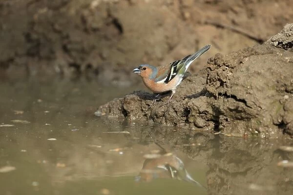Common Chaffinch (Fringilla coelebs) adult male, drinking at puddle, Norfolk, England, April