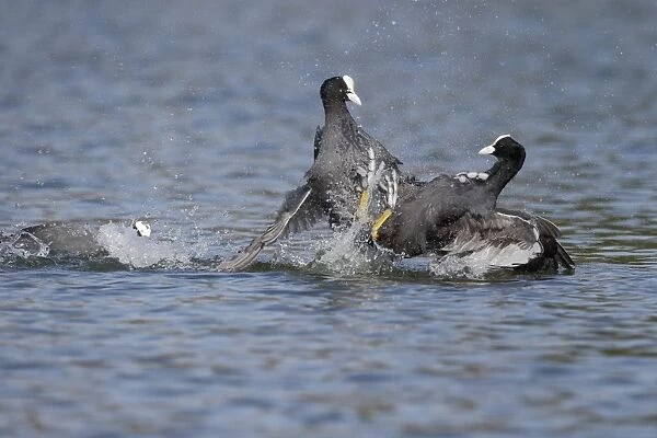 Common Coot (Fulica atra) two adults, fighting on water, Warwickshire, England, March