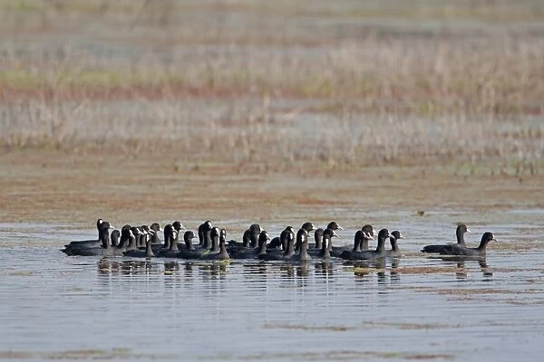 Common Coot (Fulica atra) flock, gathered together on water after sighting Marsh Harrier (Circus sp. ), Sundarbans