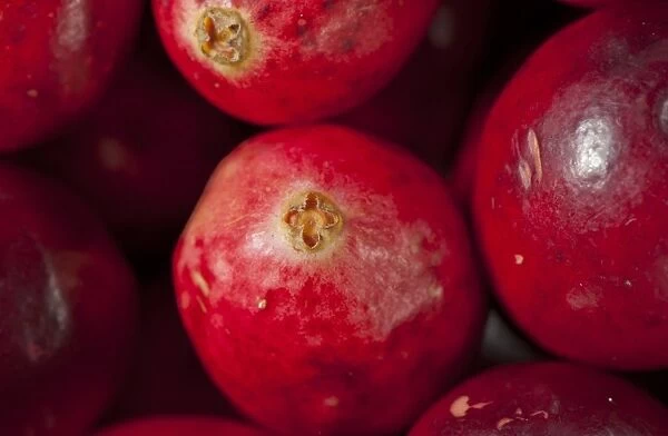 Common Cranberry (Vaccinium oxycoccus) close-up of picked fruit, Whitewell, Lancashire, England, december