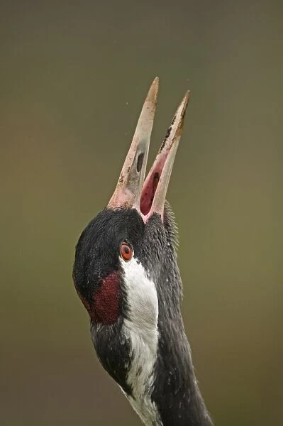 Common Crane (Grus grus) adult, calling, close-up of head, Norfolk, England, february