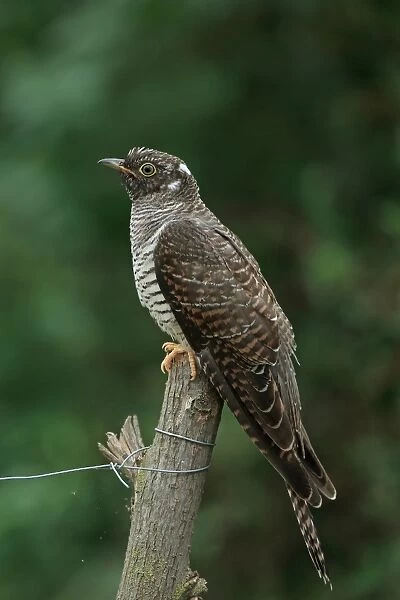 Common Cuckoo (Cuculus canorus) juvenile, perched on post, Romania, September