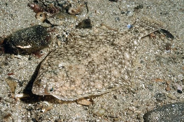 Common Dab (Limanda limanda) adult, camouflaged on sandy seabed in sea loch, Loch Carron, Ross and Cromarty, Highlands