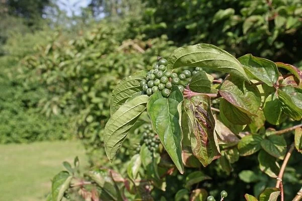 Common Dogwood (Cornus sanguinea) close-up of leaves and unripe berries, growing in woodland, Vicarage Plantation