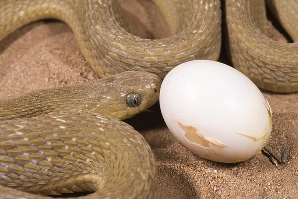 Common Egg-eater Snake (Dasypeltis scabra) adult, close-up of head, feeding on egg, Sindou, Leraba Province, Burkina Faso