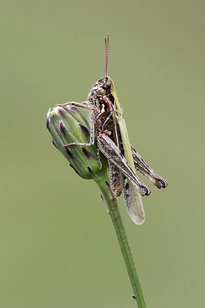 Common Field Grasshopper (Chorthippus brunneus) adult, resting on flowerbud, Suffolk, England, july