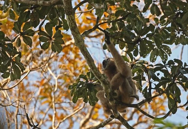 Common Gibbon (Hylobates lar) adult female with young, calling, sitting in tree, Kaeng Krachan N. P. Thailand, february