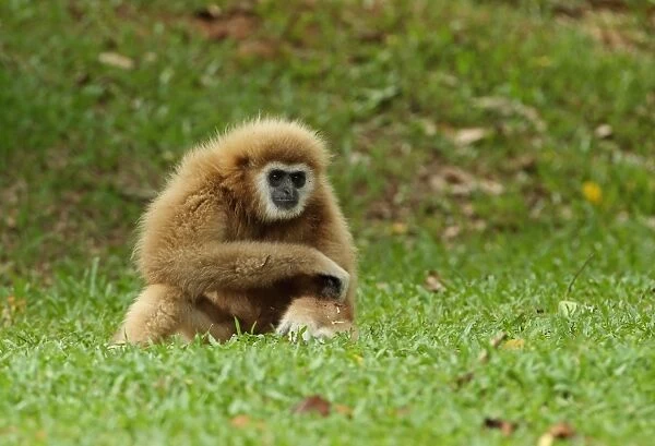 Common Gibbon (Hylobates lar) pale form, habituated young adult, sitting on grass, Kaeng Krachan N. P. Thailand, May