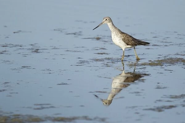 Common Greenshank (Tringa nebularia) adult, breeding plumage, feeding in shallow water, Guernsey, Channel Islands, May