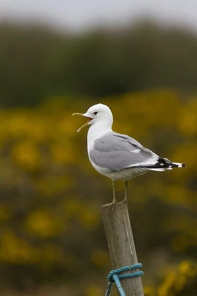 Common Gull Calling with gorse bush behind, on Havergate Island Suffolk