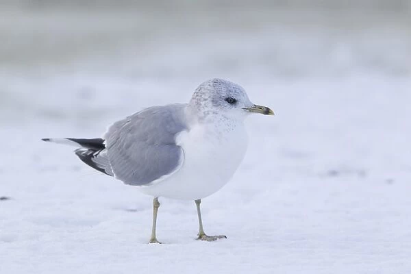 Common Gull (Larus canus) adult, winter plumage, standing on snow, Suffolk, England, January