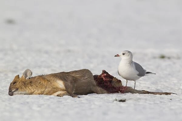 Common Gull (Larus canus) adult, winter plumage, feeding on dead Chinese Muntjac (Muntiacus reevesi) buck, on snow