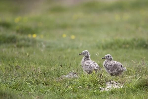 Common Gull (Larus canus) two chicks, standing in grass, Mainland, Orkney, Scotland, june
