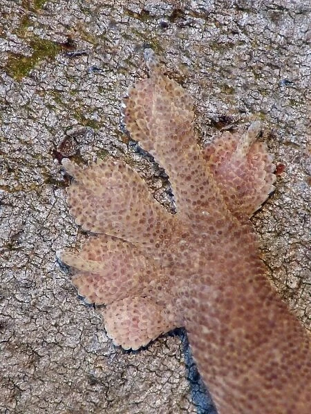 Common House Gecko (Hemidactylus frenatus) introduced species, adult, close-up of front foot, Western Australia