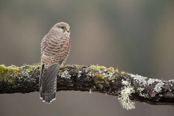 Common Kestrel (Falco tinnunculus) adult female, perched on branch during rainfall, Scotland, January (captive)