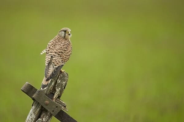 Common Kestrel (Falco tinnunculus) adult female, perched on old gate, Yorkshire, England, May