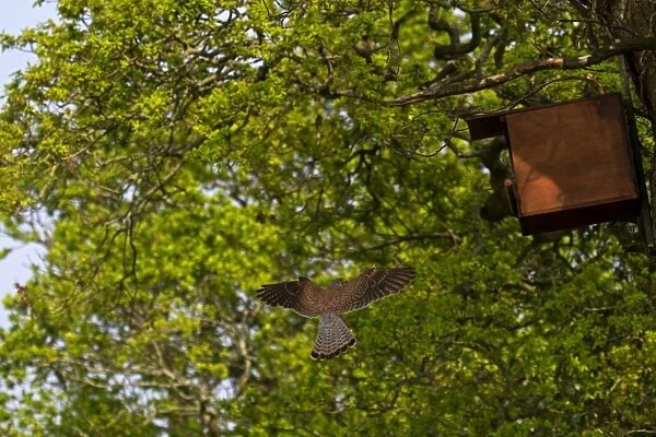 Common Kestrel (Falco tinnunculus) adult male, in flight, returning to nestbox in oak tree, England, May