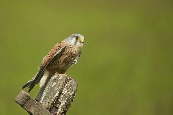 Common Kestrel (Falco tinnunculus) adult male, perched on old gate, Yorkshire, England, May