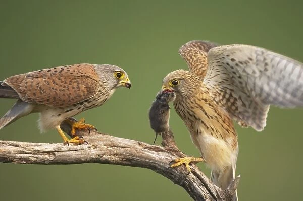 Common Kestrel (Falco tinnunculus) adult pair, male passing food to female, perched on branch, Hungary