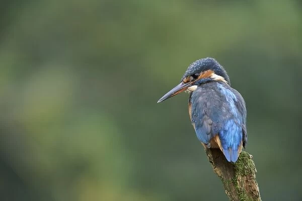 Common Kingfisher (Alcedo atthis) adult female, perched on stump at edge of river, River Dove, Staffordshire, England