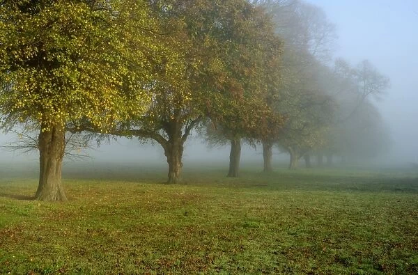 Common Lime (Tilia x europaea) habit, line of mature trees in morning mist, Woolverstone, Shotley Peninsula, Suffolk