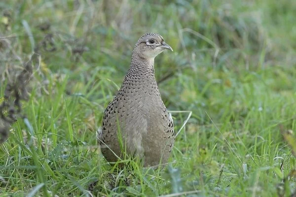 Common Pheasant (Phasianus colchicus) adult female, standing at field edge in farmland, West Yorkshire, England