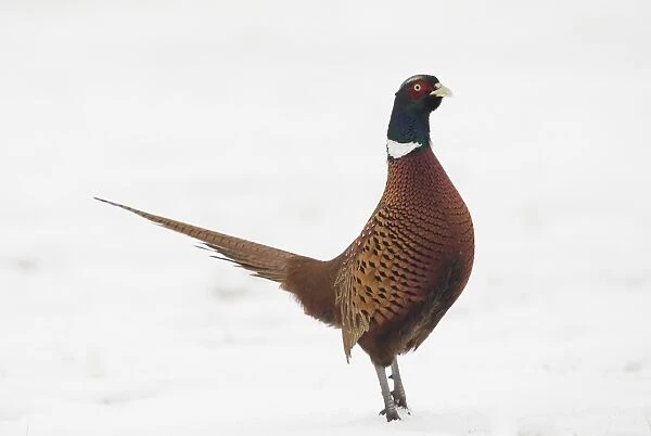 Common Pheasant (Phasianus colchicus) adult male, standing on snow, Yorkshire, England