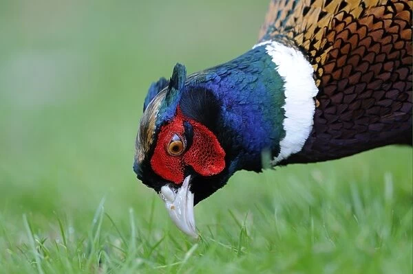 Common Pheasant (Phasianus colchicus) adult male, close-up of head, foraging amongst grass, Oxfordshire, England, february