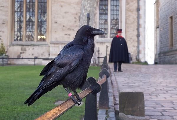Common Raven (Corvus corax) adult, perched on railing, with Yeomen Warder (Beefeater) standing in background