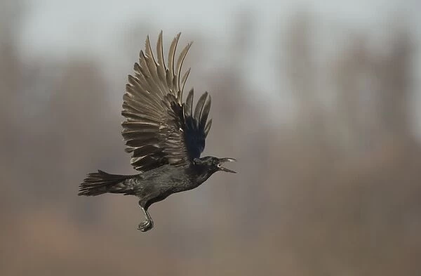 Common Raven (Corvus corax) adult, in flight, calling, Poland, February