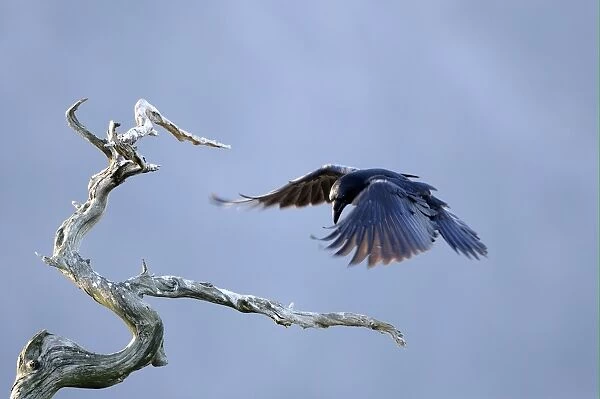 Common Raven (Corvus corax) adult, in flight, landing on dead tree, Norway, february