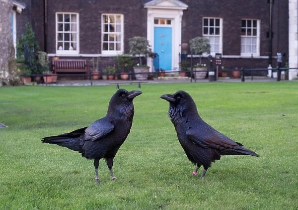 Common Raven (Corvus corax) two adults, standing on lawn, Tower of London, London, England, January