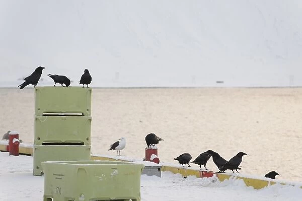 Common Raven (Corvus corax) flock, scavenging in snow covered fishing harbour, Grundarfjordur, Snaefellsnes