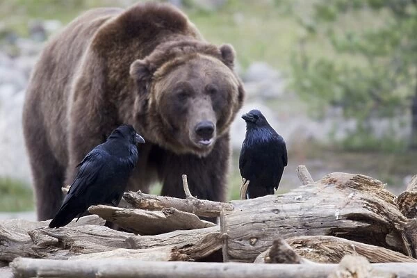 Common Raven (Corvus corax sinuatus) two adults, perched on logs, with Grizzly Bear (Ursus arctos horribilis)