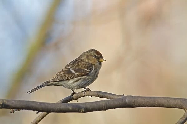 Common Redpoll (Carduelis flammea) adult female  /  first winter plumage, perched on hazel twig, Norfolk, England, january