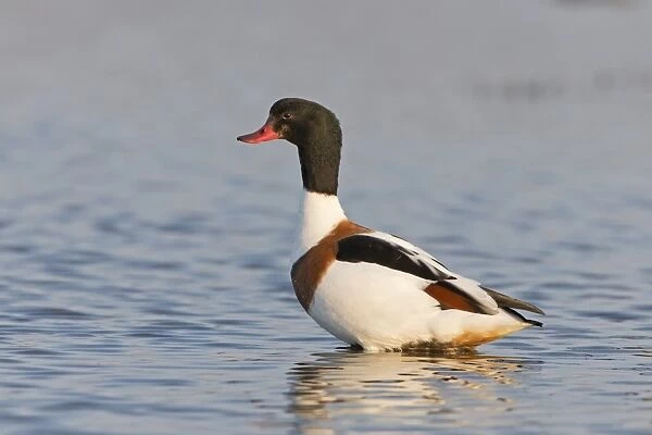 Common Shelduck (Tadorna tadorna) adult female, standing in shallow water, Suffolk, England, March
