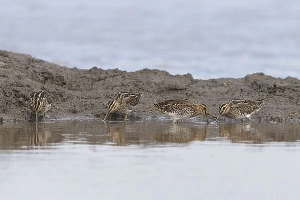Common Snipe (Gallinago gallinago) four adults, feeding on mud in shallow water, Suffolk, England, September
