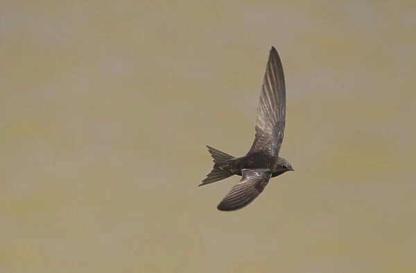 Common Swift (Apus apus) adult, in flight over water, Spain, june